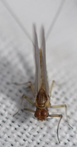 Réf. 357 896 : Baetis sp.